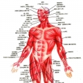 人体结构解剖60图谱
